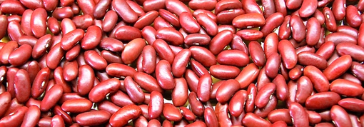 Bean harvest and export — Edusgrace International